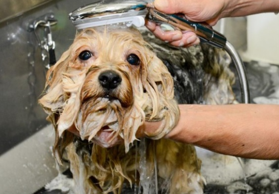 WOW Toelettatura Bagno