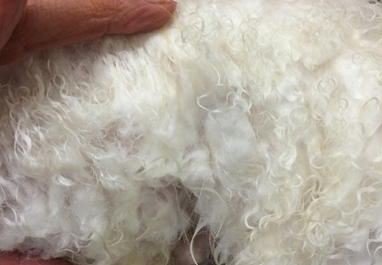 WOW Toelettatura Snodatura