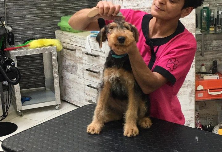 WOW Toelettatura Stripping