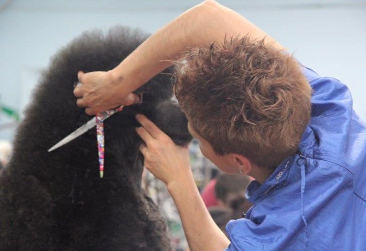 WOW Toelettatura Taglio a forbice