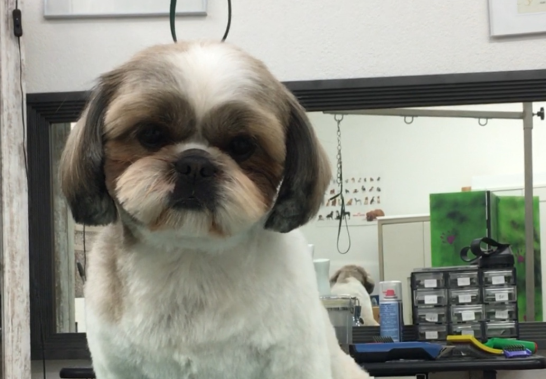 WOW Toelettatura Tosatura